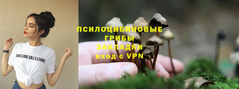 Псилоцибиновые грибы Cubensis  Велиж 